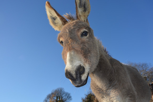 Research On Donkey