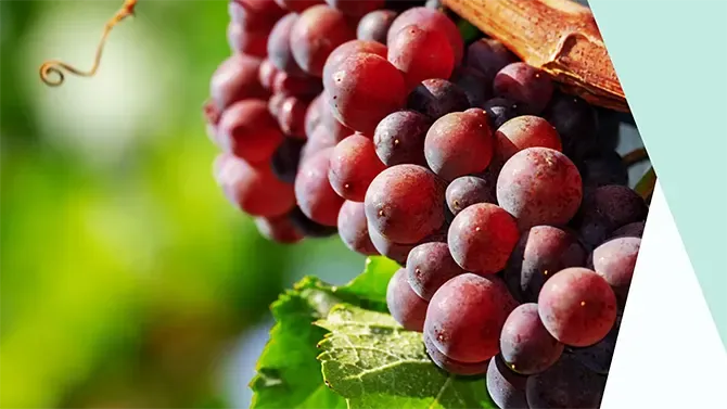 Are grapes fattening?