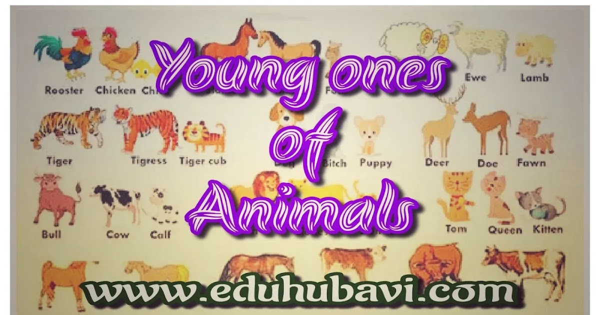 Animals and their babies | Baby animals name | Babies of animals | Young  ones of animals - Educational Hub Avi