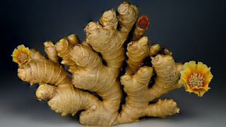 How ginger play a vital role in our life