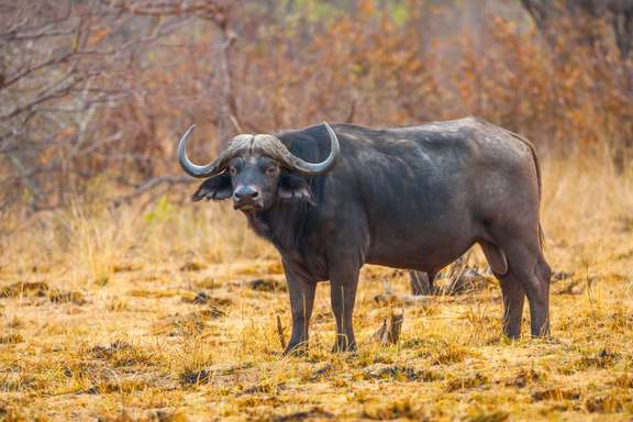 African Buffalo is among the most dangerous animals in the world.