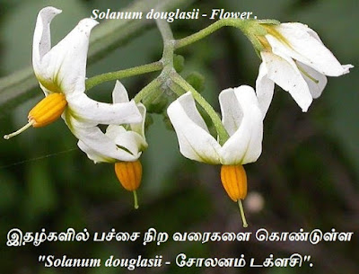 Solanum_douglasii_flower