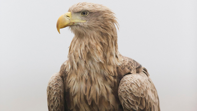 White-Tailed Eagle – The Sea King of Europe (Complete Guide)