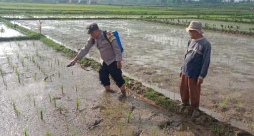 Bhabinkamtibmas Polsek Bukateja Ikuti Pengendalian Hama Wereng di Desa Kedungjati 