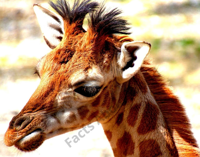 Giraffe Information-Giraffe Breed-Species-Subspecies-Geography-Giraffe Facts