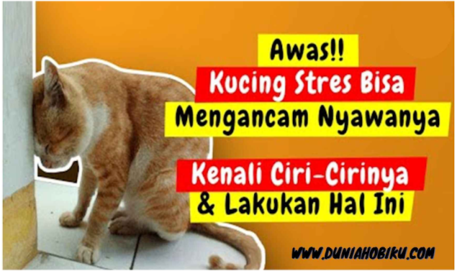 tanda tanda kucing persia stress