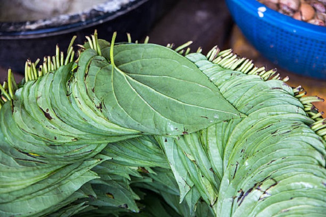 daun sirih lebar dipetik