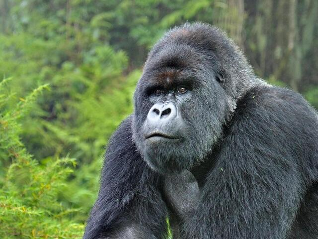Gorilas das montanhas de Ruanda: uma história de sucesso na conservação