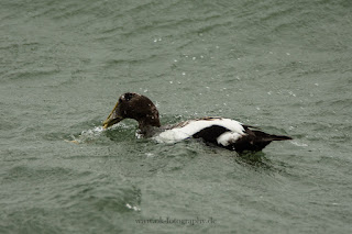 Wildlifefotografie Helgoland Düne Eiderente