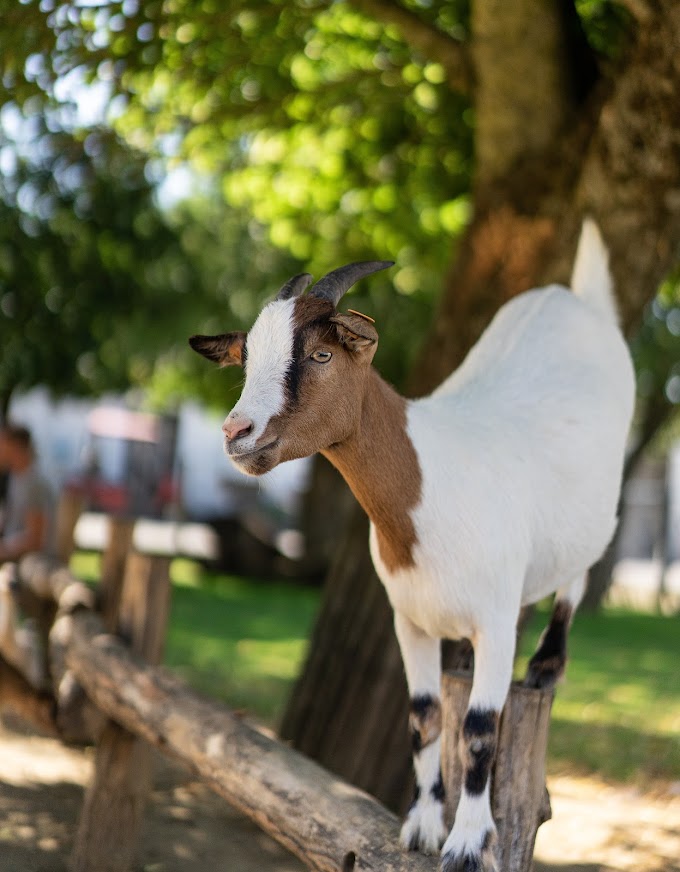 शेळी विषयी माहिती : Goat Information In Marathi