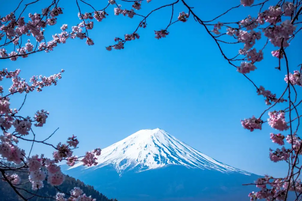 桜の向こうに見える、青空と富士山