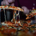 The Divine Delicacy of Pizza