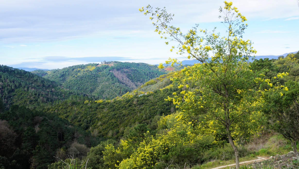 Hills below Tanneron