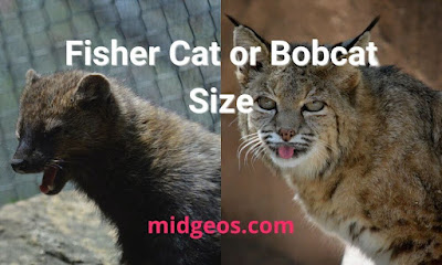 Fisher Cat or Bobcat  Size