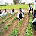 बिहार मे कृषि विभाग में 231 पदों पर शीघ्र होगी नियुक्ति