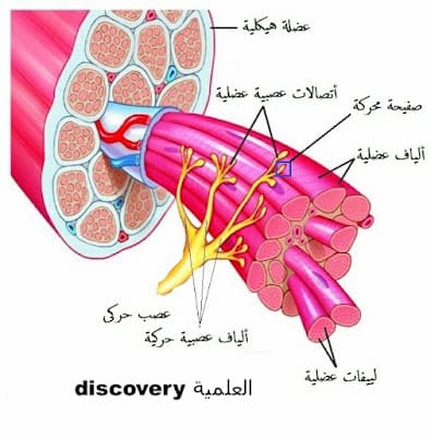 https://elalmiadiscovery2020.blogspot.com/