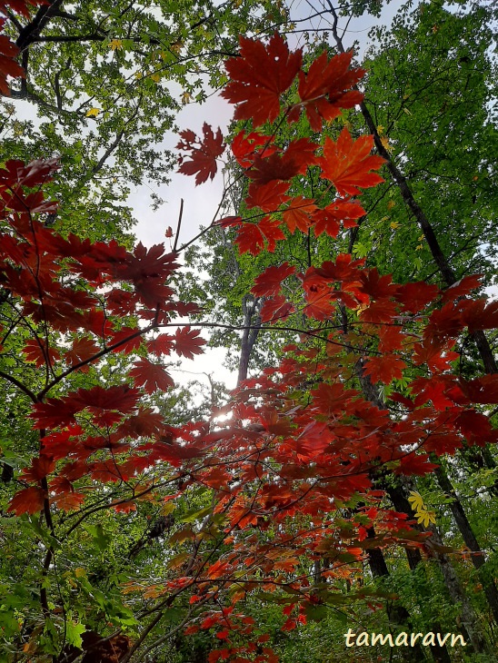 Клён ложнозибольдов (Acer pseudosieboldianum)