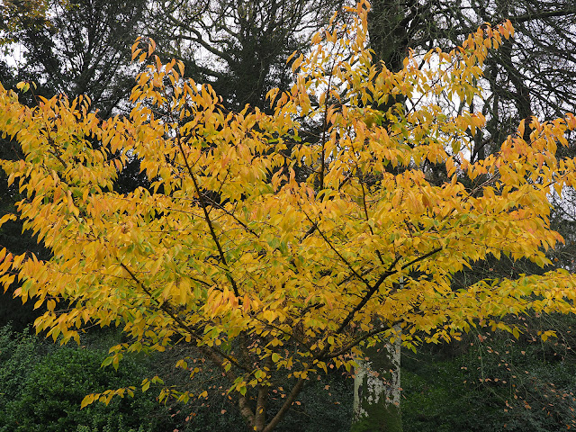 Prunus 'Jo-nioi'