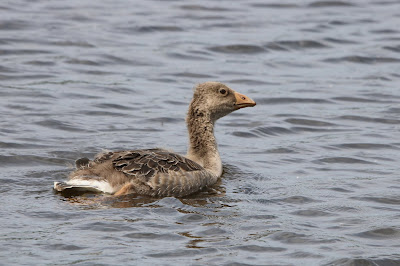 Grauwe Gans - Skiere Goes - Anser anser