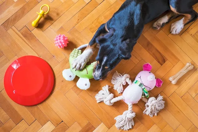 Finding Non-Toxic Dog Toys