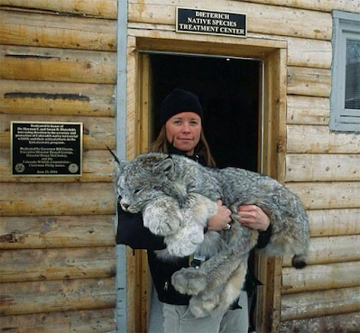 An adult human holding a very patient-looking Lynx in their arms.