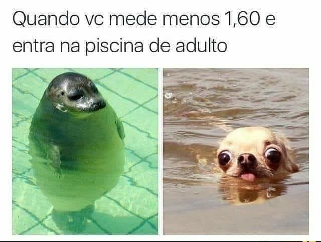 150 memes fofos de animais para você ter na manga