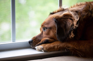 La Ansiedad por Separación en Perros