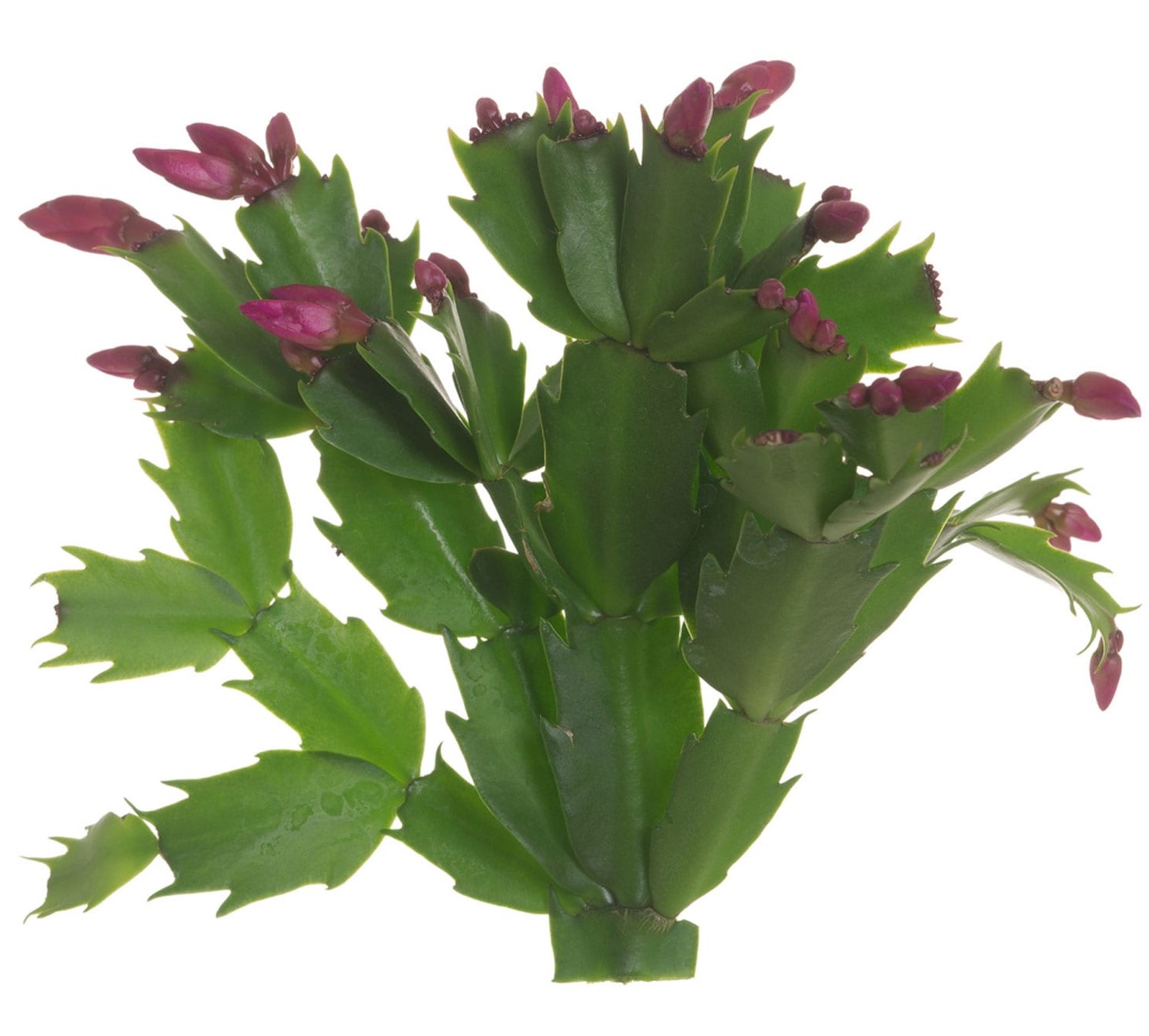 Thanksgiving cactus