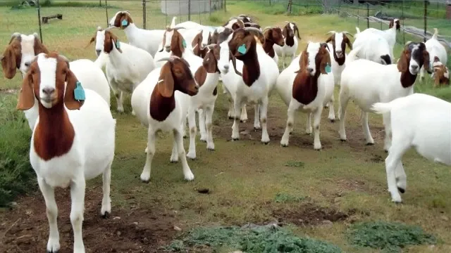 Various-goat-diseases-and-treatment