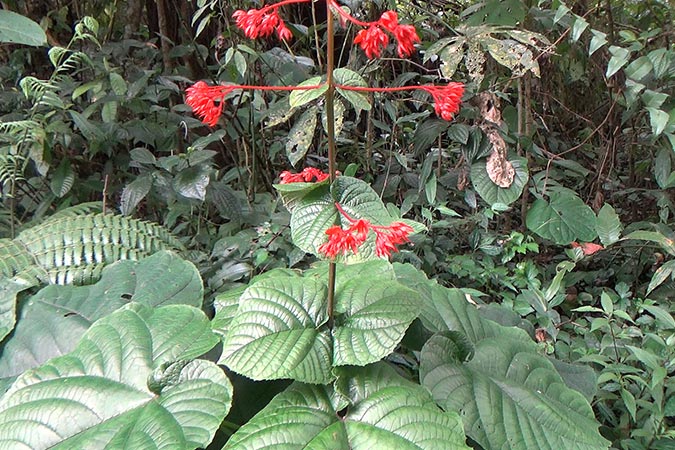 Dlium Java glorybower (Clerodendrum speciosissimum)