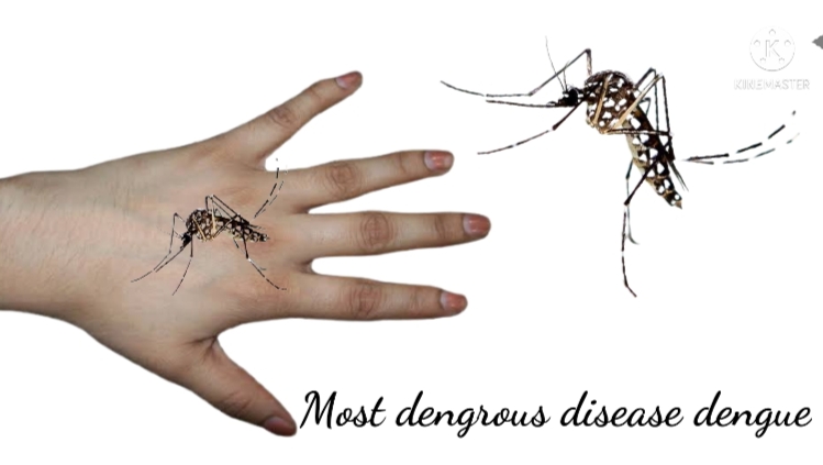 dengue fever how to prevent