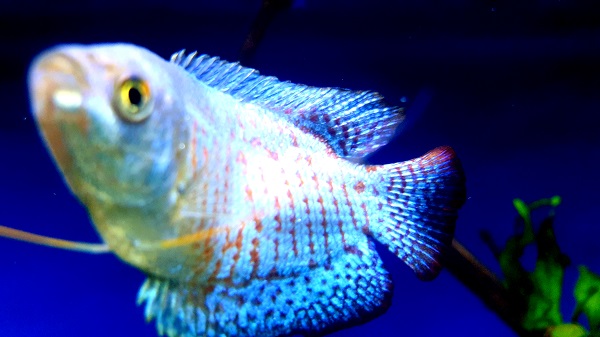 Do Sparkling Gouramis need an aquarium filter or aerator?