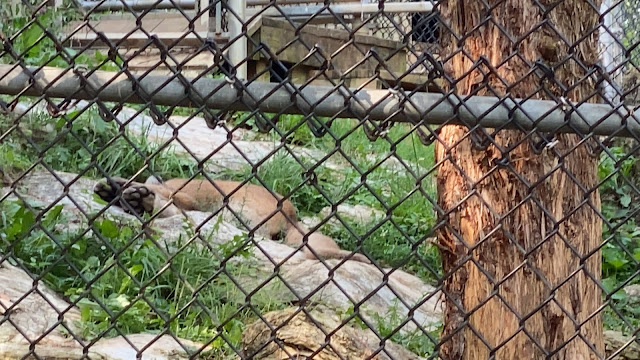 Mountain Lion at ZooAmerica Hersheypark