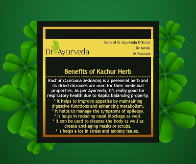 Benefits of Kachur Herb