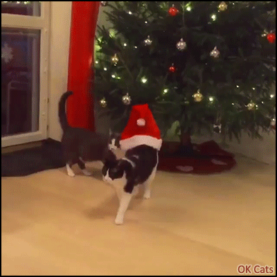Christmas cat • When your drunk cat totally misunderstood how to wear the Santa hat, haha!