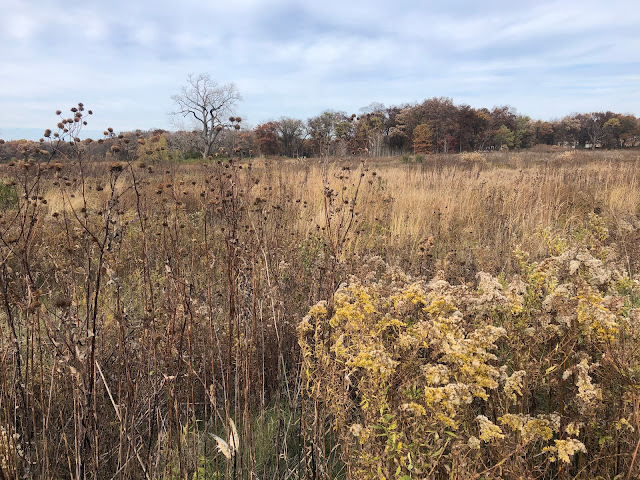 Middlefork Savanna is a blend of golds, rusts and straws in late fall.