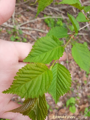 Вишня Максимовича / Черёмуха Максимовича (Cerasus maximowiczii, =Prunus maximowiczii, =Padus maximowiczii)