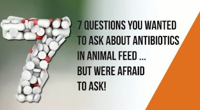 7 questions you wanted to know about antibiotics in animal feed