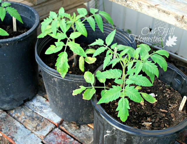 Young tomato plants in black nursery pots on a brick floor.
