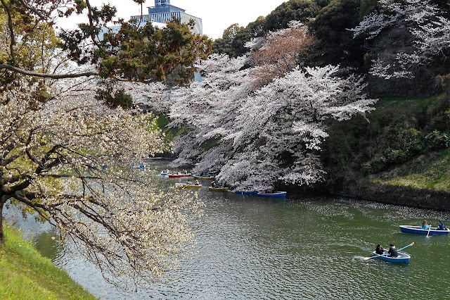 千鳥ヶ淵の桜に埋もれるボート