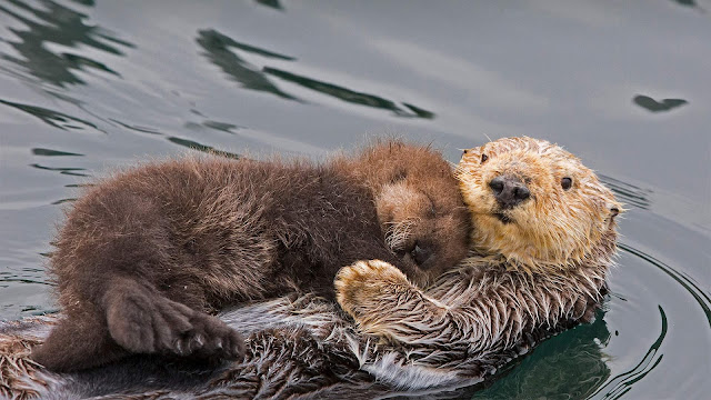 otters