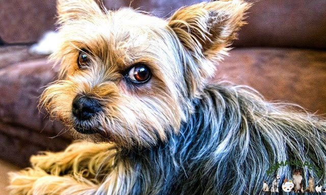 The Yorkshire Terrier, a lively and intelligent little dog