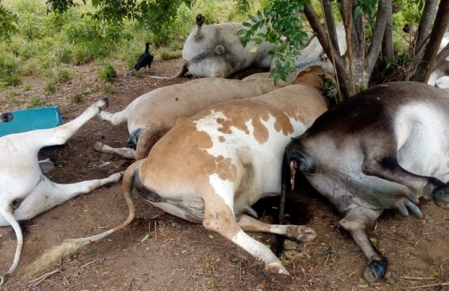 09 cabeças de gado morrem após serem atingidas por raio no município de Piritiba