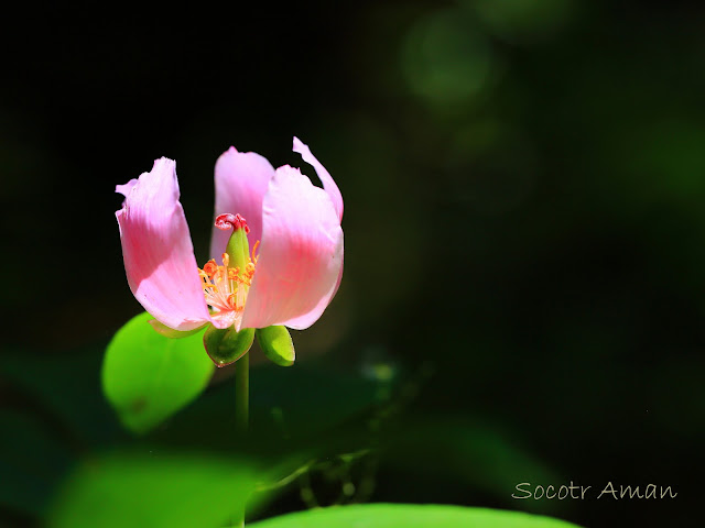 Paeonia obovata