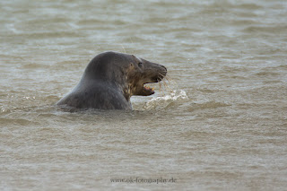 Wildlifefotografie Helgoland Düne Kegelrobben