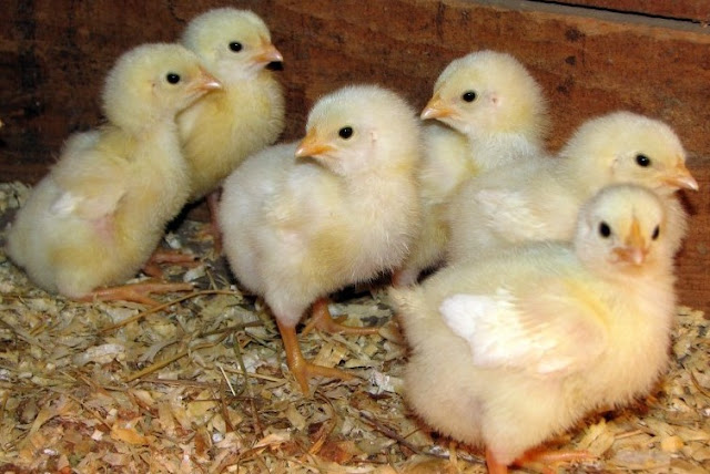 perhitungan bisnis telur ayam- distributor telur ayam - agen telur ayam terdekat - usaha agen telur - harga telur dari distributor