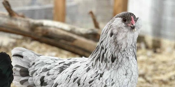 Ameraucana Chicken (Gallus gallus domesticus)