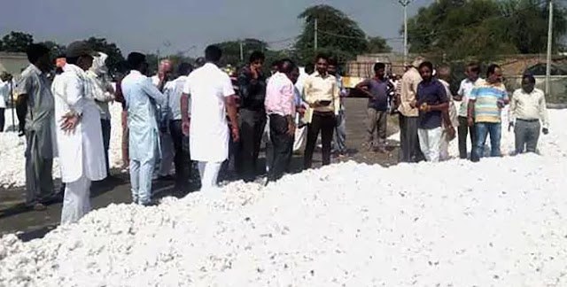 commodity market news of premium quality cotton income shortage in gujarat cotton price today hike in good quality