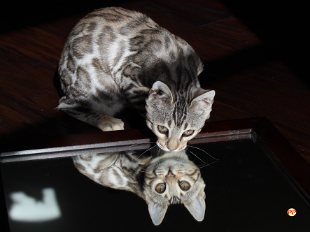 Update Harga Anakan Kucing Bengal Asli dan Mix Breed Domestik