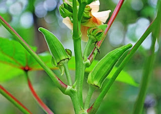 Benefits of okra in the body